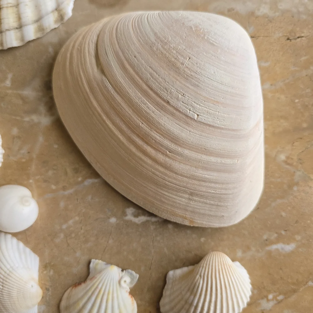 Pottery Barn Mixed White Seashells
